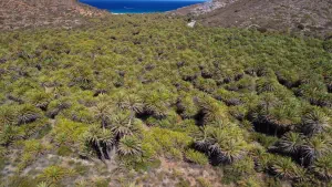 Vai Palm Grove  - CRETE