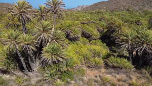 Vai Palm Grove  - CRETE