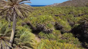 Vai Palm Grove  - CRETE