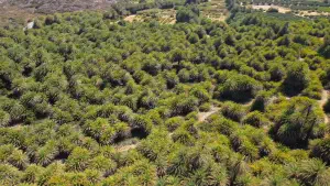 Vai Palm Grove  - CRETE