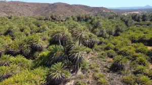 Vai Palm Grove  - CRETE