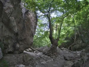 Patsos Gorge  - CRETE