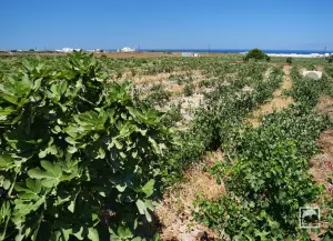 Domaine Sigalas Winery  - SANTORINI