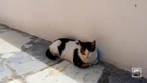 Oia  - SANTORINI