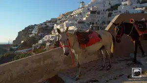 Oia  - SANTORINI