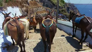 Ormos Firon  - SANTORINI