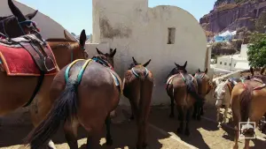 Ormos Firon  - SANTORINI