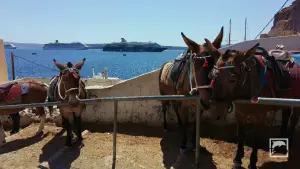 Ormos Firon  - SANTORINI