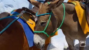 Ormos Firon  - SANTORINI