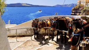 Ormos Firon  - SANTORINI