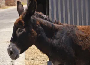 Vothynoi  - KALYMNOS