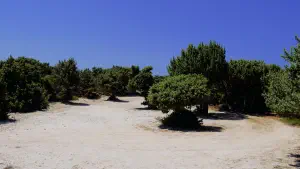 Agios Theologos Beach  - KOS