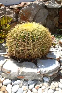Paradeisos Beach  - SYMI