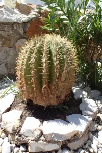 Paradeisos Beach  - SYMI
