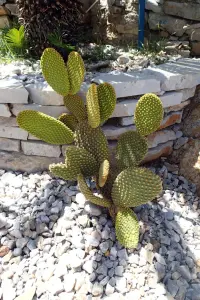 Paradeisos Beach  - SYMI