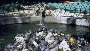 National Garden  - ATHENS