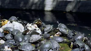 National Garden  - ATHENS