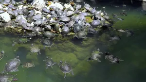 National Garden  - ATHENS