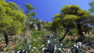 Lykavitos Hill  - ATHENS