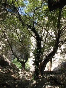 Delphi Kastalia Spring  - GREECE