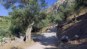 Delphi Tholos of Athena Pronaia  - GREECE