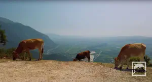 Souli Watermills  - EPIRUS