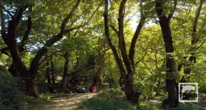 Souli Watermills  - EPIRUS