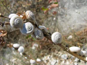 Aggitis Gorge  - GREECE