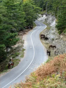 Stavros Refuge  - GREECE