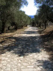 Ancient Sparta  - PELOPONNESE