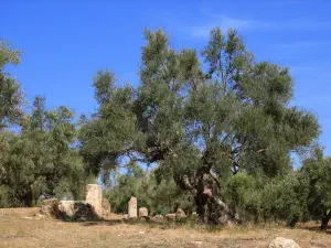 Ancient Sparta  - PELOPONNESE