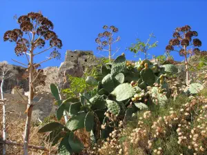Monemvasia  - PELOPONNESE