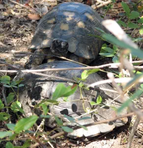 Mystras  - PELOPONNESE