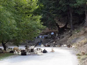 Poulithra  - PELOPONNESE