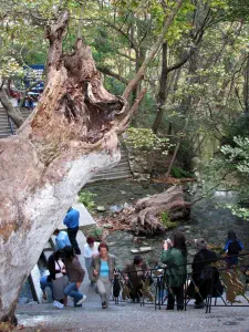 Tempi Valley  - GREECE