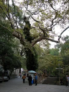 Tempi Valley  - GREECE