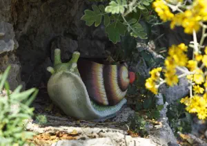 Lefkes Remetzo Cafe  - KEFALONIA