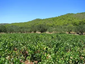 Andronios Wells  - ZAKYNTHOS