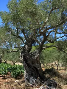 Andronios Wells  - ZAKYNTHOS