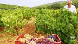 Andronios Wells  - ZAKYNTHOS