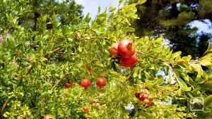 Castle of Bochali  - ZAKYNTHOS