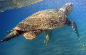 Dafni Exhibition Center Sea Turtle Caretta Caretta  - ZAKYNTHOS