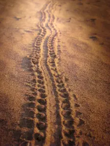 Dafni Exhibition Center Sea Turtle Caretta Caretta  - ZAKYNTHOS