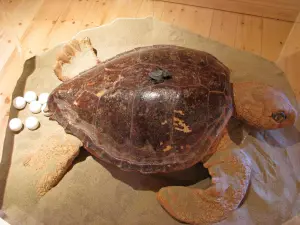 Dafni Exhibition Center Sea Turtle Caretta Caretta  - ZAKYNTHOS