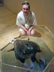 Dafni Exhibition Center Sea Turtle Caretta Caretta  - ZAKYNTHOS
