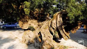 Exo Chora  - ZAKYNTHOS