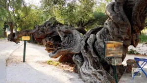 Exo Chora  - ZAKYNTHOS