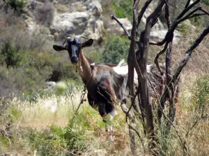 Skopos Hill  - ZAKYNTHOS