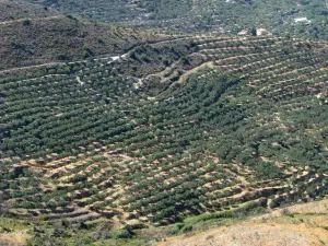 Skopos Hill  - ZAKYNTHOS