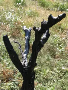 Skopos Hill  - ZAKYNTHOS